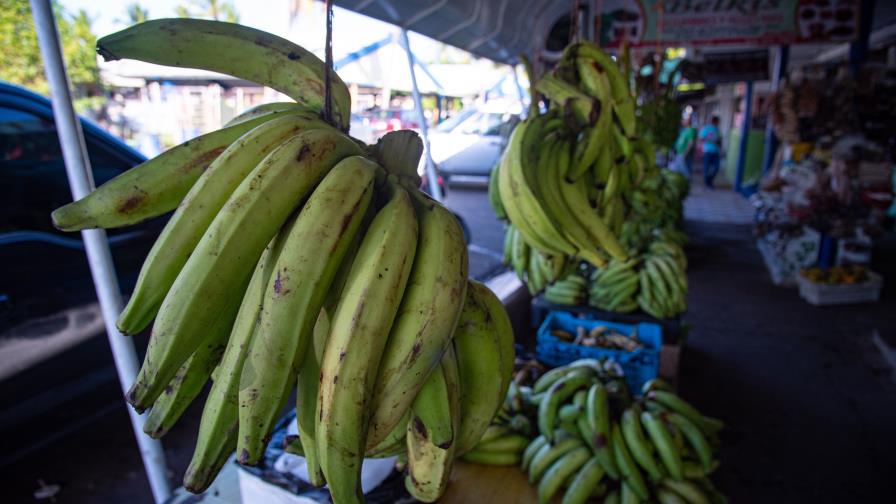 Plátanos podrían costar en los pròximos dìas hasta 50 pesos